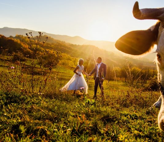 Animalute dragute participante la nunta in 20 de imagini hazlii Nunta