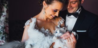 Nunta cu pisici in 21 de imagini dragalase Nunta cu pisici in 21 de imagini dragalase