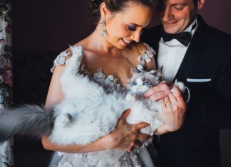 Nunta cu pisici in 21 de imagini dragalase Nunta cu pisici in 21 de imagini dragalase